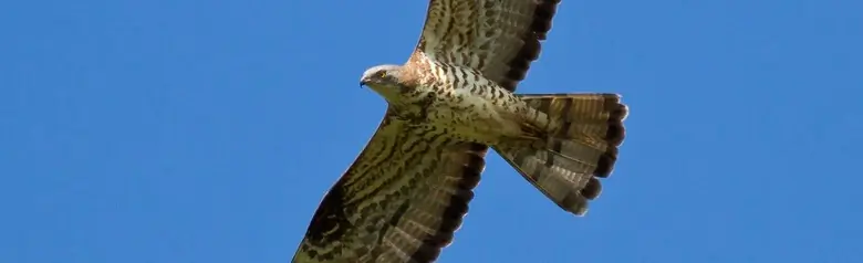 Abejero Europeo. Planeando sobre un cielo azul, la pequeña cabeza de paloma sobre el largo cuello se estira hacia delante en vuelo.