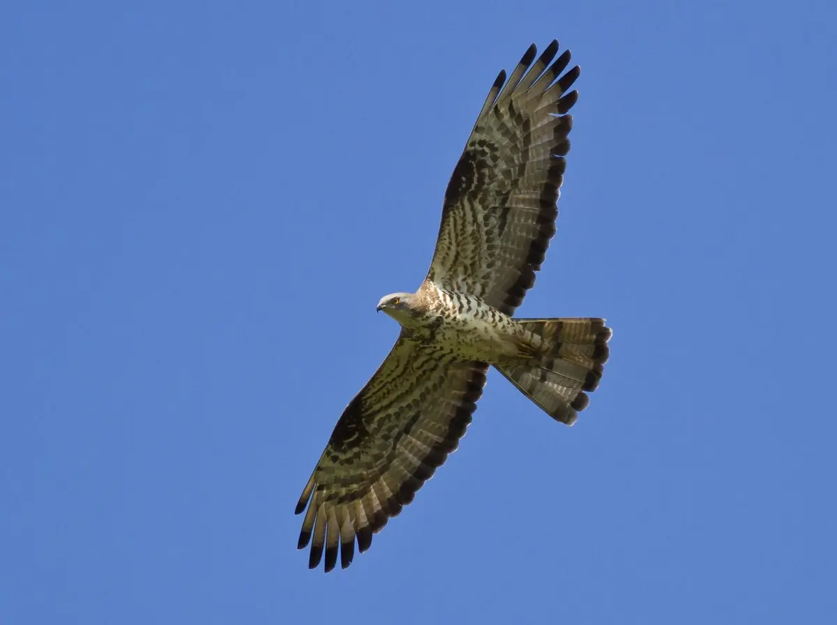 Abejero Europeo. Planeando sobre un cielo azul, la pequeña cabeza de paloma sobre el largo cuello se estira hacia delante en vuelo.