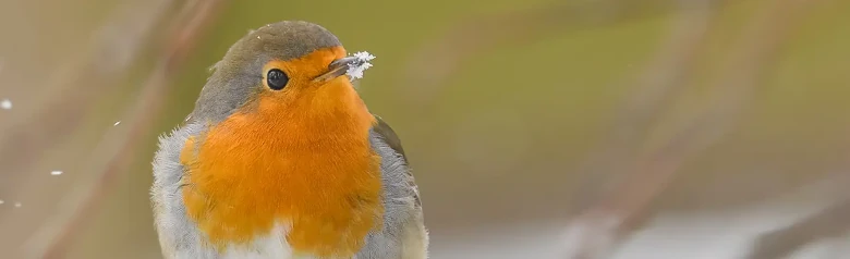 Petirrojo europeo. Imagen invernal, en la que el pájaro tiene nieve alrededor de la punta del pico. El pecho naranja se ilumina entre los copos de nieve que caen.