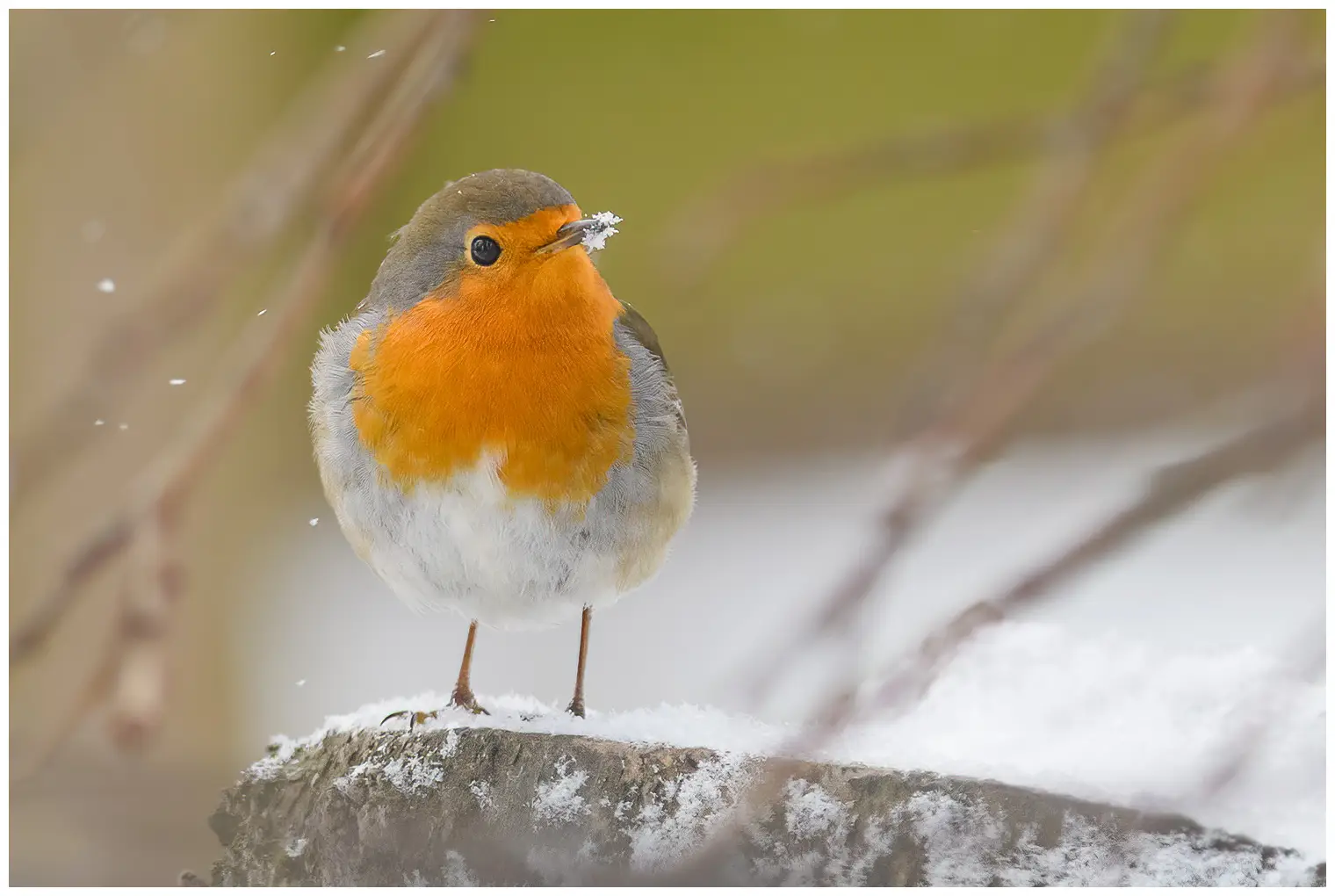 Petirrojo europeo. Imagen invernal, en la que el pájaro tiene nieve alrededor de la punta del pico. El pecho naranja se ilumina entre los copos de nieve que caen.