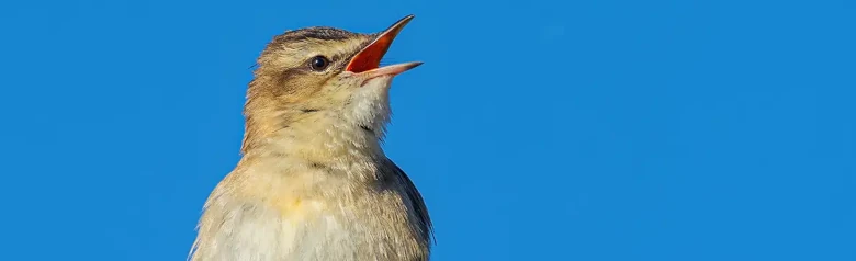 Carricerín Común. Cantando en una rama. Distintas rayas beige o blanco grisáceas en las cejas. El vientre es blanquecino.