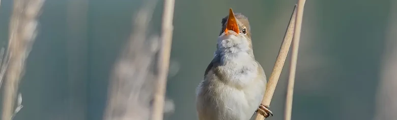Carricero Común. Canta en el bosque de juncos. Un pájaro marrón poco llamativo, con la garganta blanquecina. Sin embargo, la boca anaranjada es colorida.