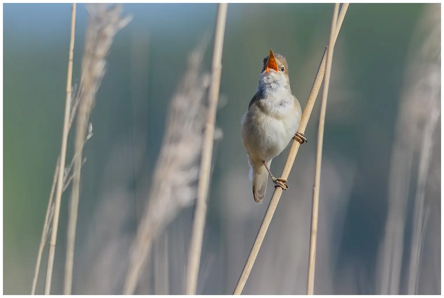 Carricero Común. Canta en el bosque de juncos. Un pájaro marrón poco llamativo, con la garganta blanquecina. Sin embargo, la boca anaranjada es colorida.