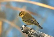 Mosquitero Común