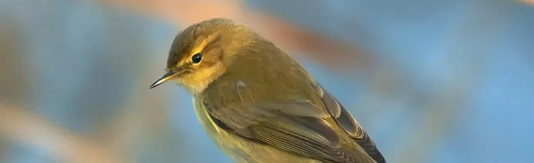 Mosquitero Común. Sentado en una rama y mirando hacia abajo. El plumaje es gris verdoso en la parte superior y gris blanquecino en la inferior.