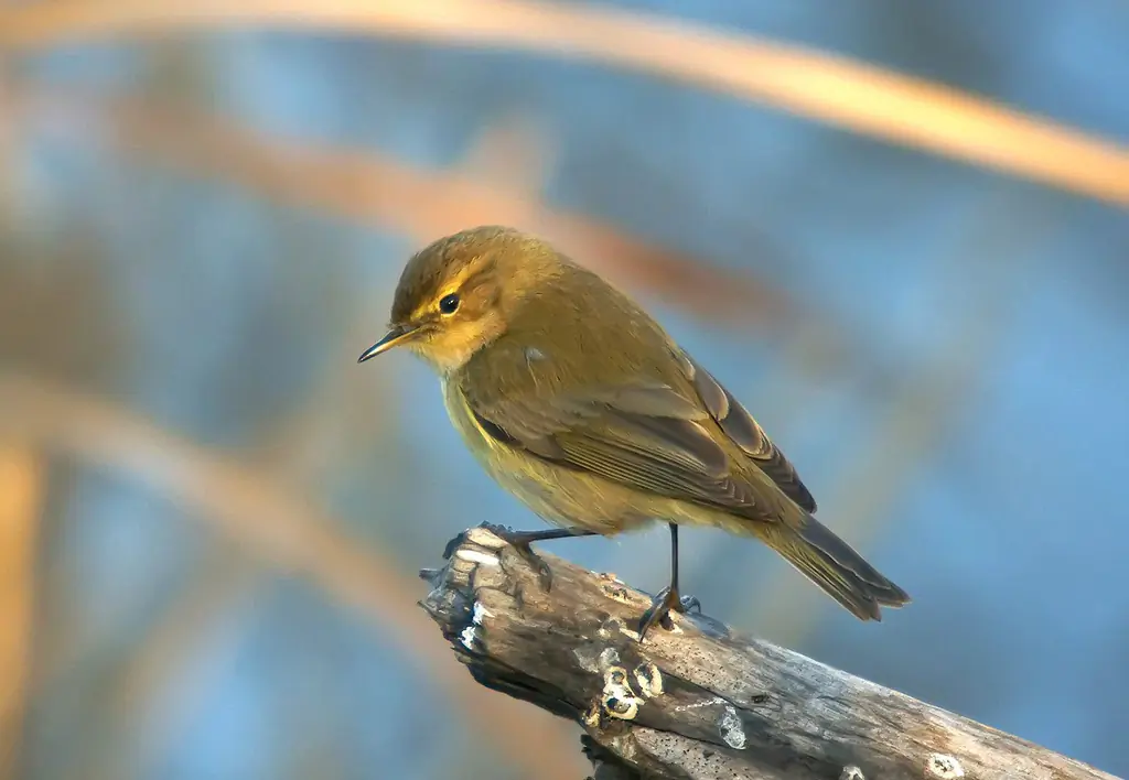 Mosquitero Común. Sentado en una rama y mirando hacia abajo. El plumaje es gris verdoso en la parte superior y gris blanquecino en la inferior.