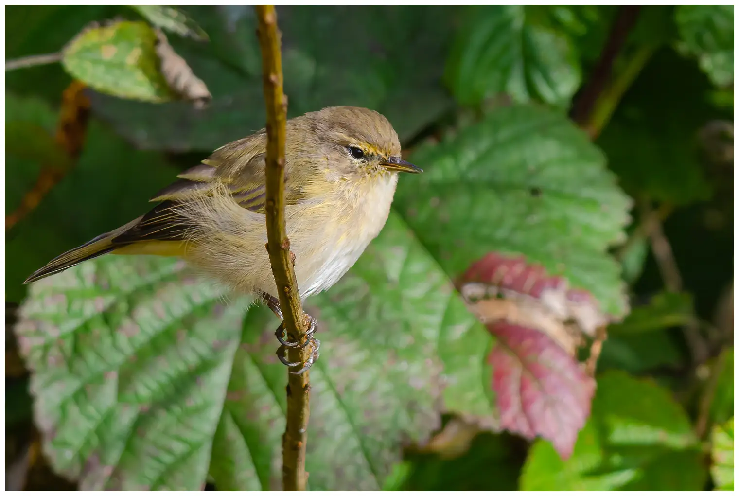 Mosquitero Común