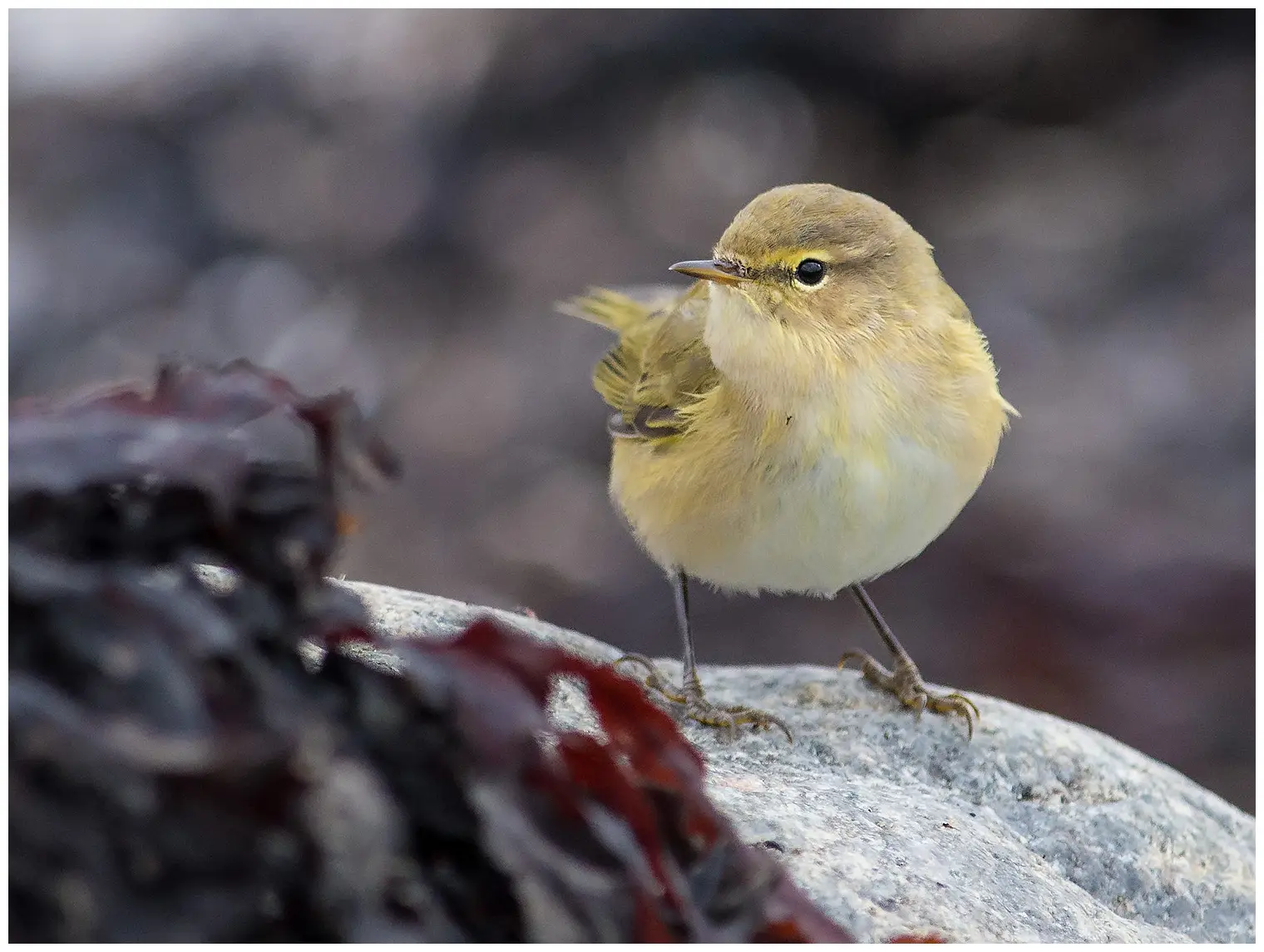 Mosquitero Común