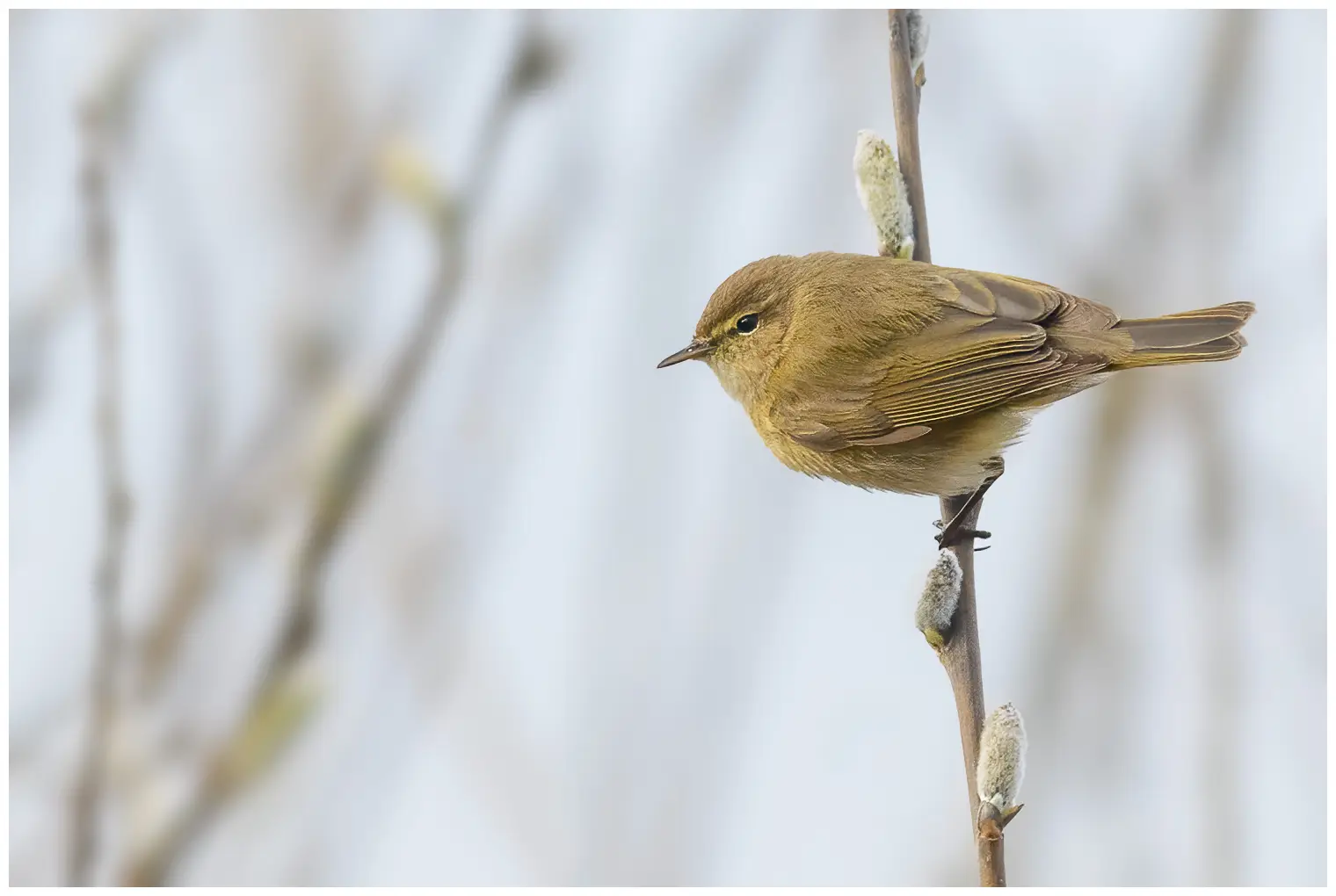 Mosquitero Común