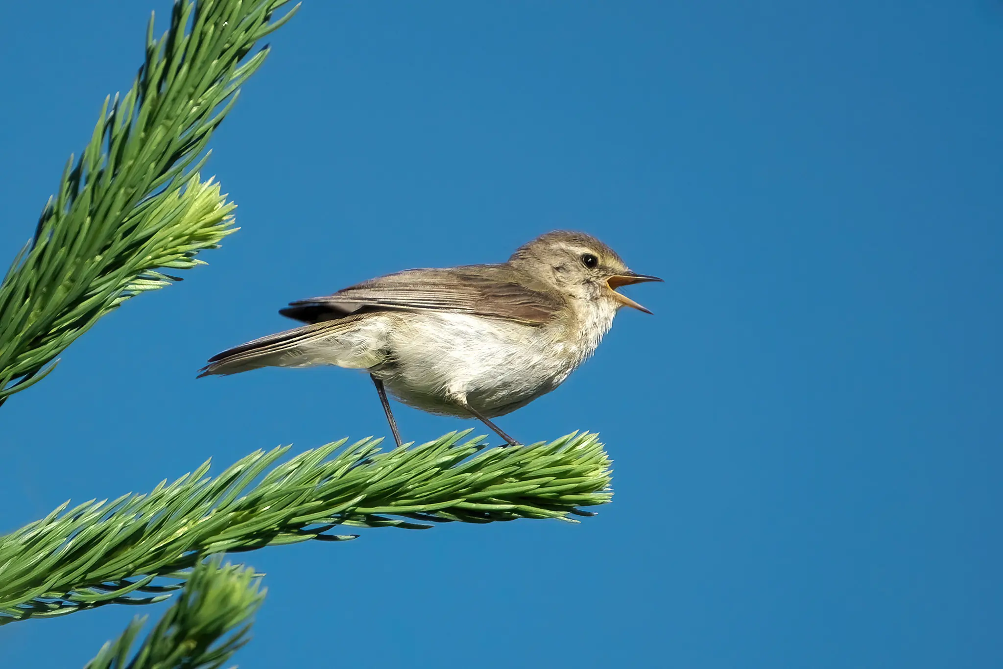 Mosquitero Común