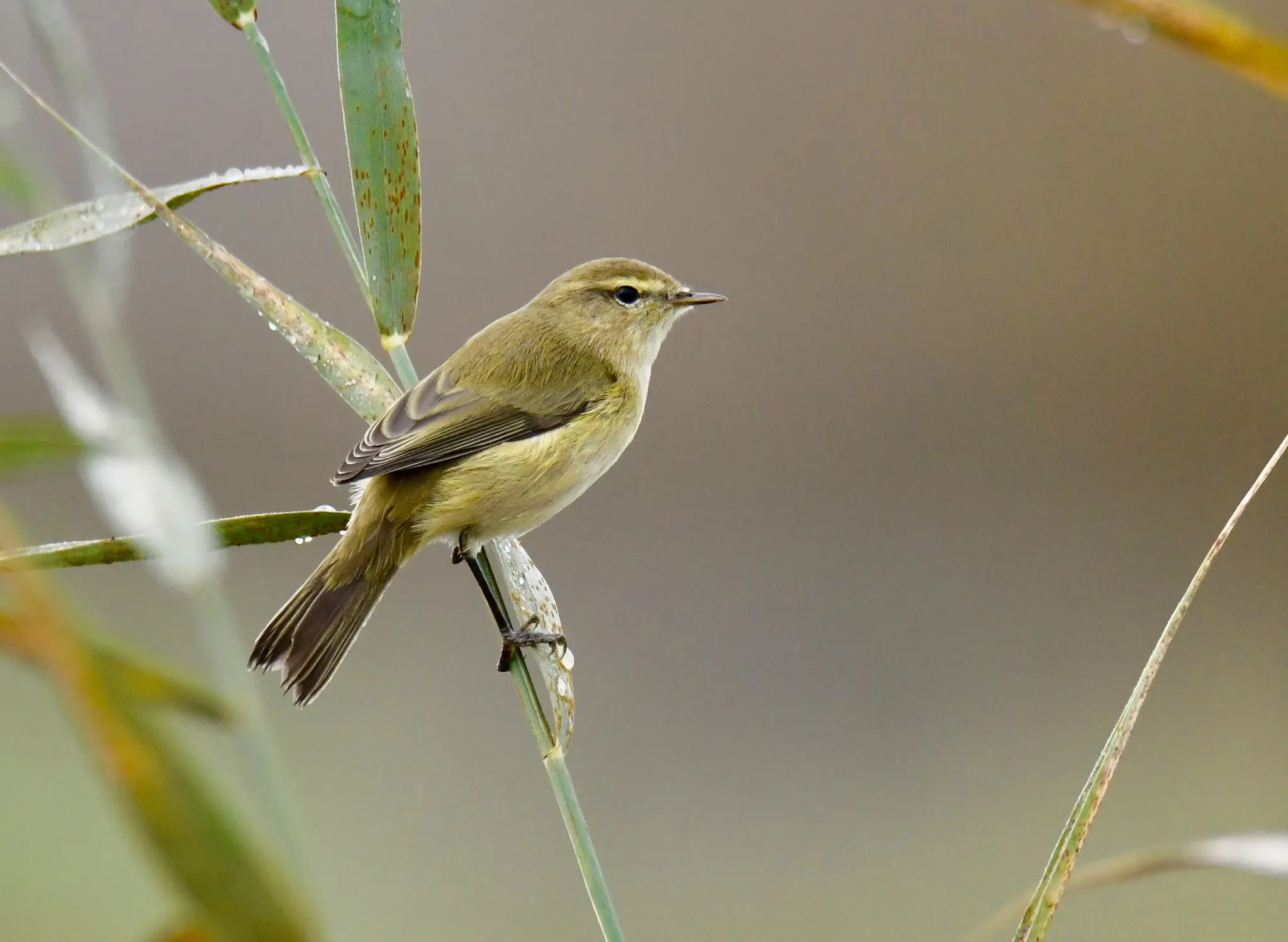 Mosquitero Común