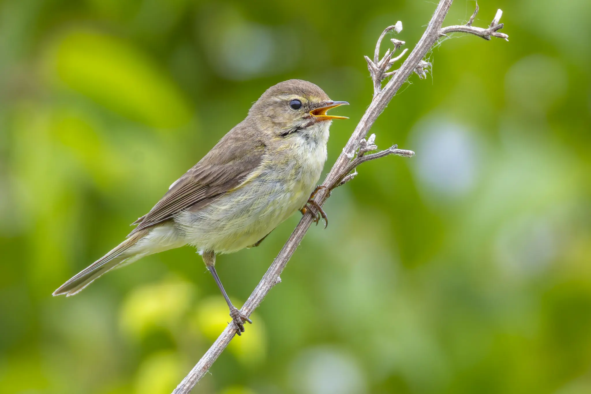 Mosquitero Común