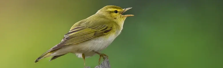 Mosquitero Silbador. Canta en una rama marchita. Cara y pecho amarillo pálido y parte inferior blanco puro; la parte superior es verde como el musgo.