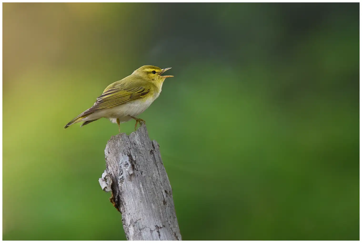 Mosquitero Silbador. Canta en una rama marchita. Cara y pecho amarillo pálido y parte inferior blanco puro; la parte superior es verde como el musgo.