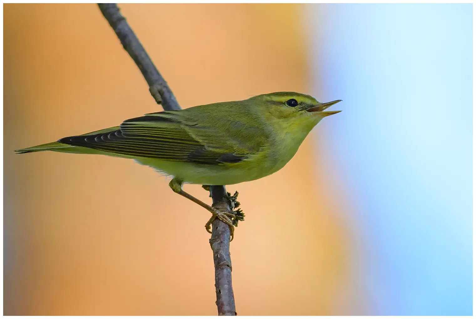 Mosquitero Silbador
