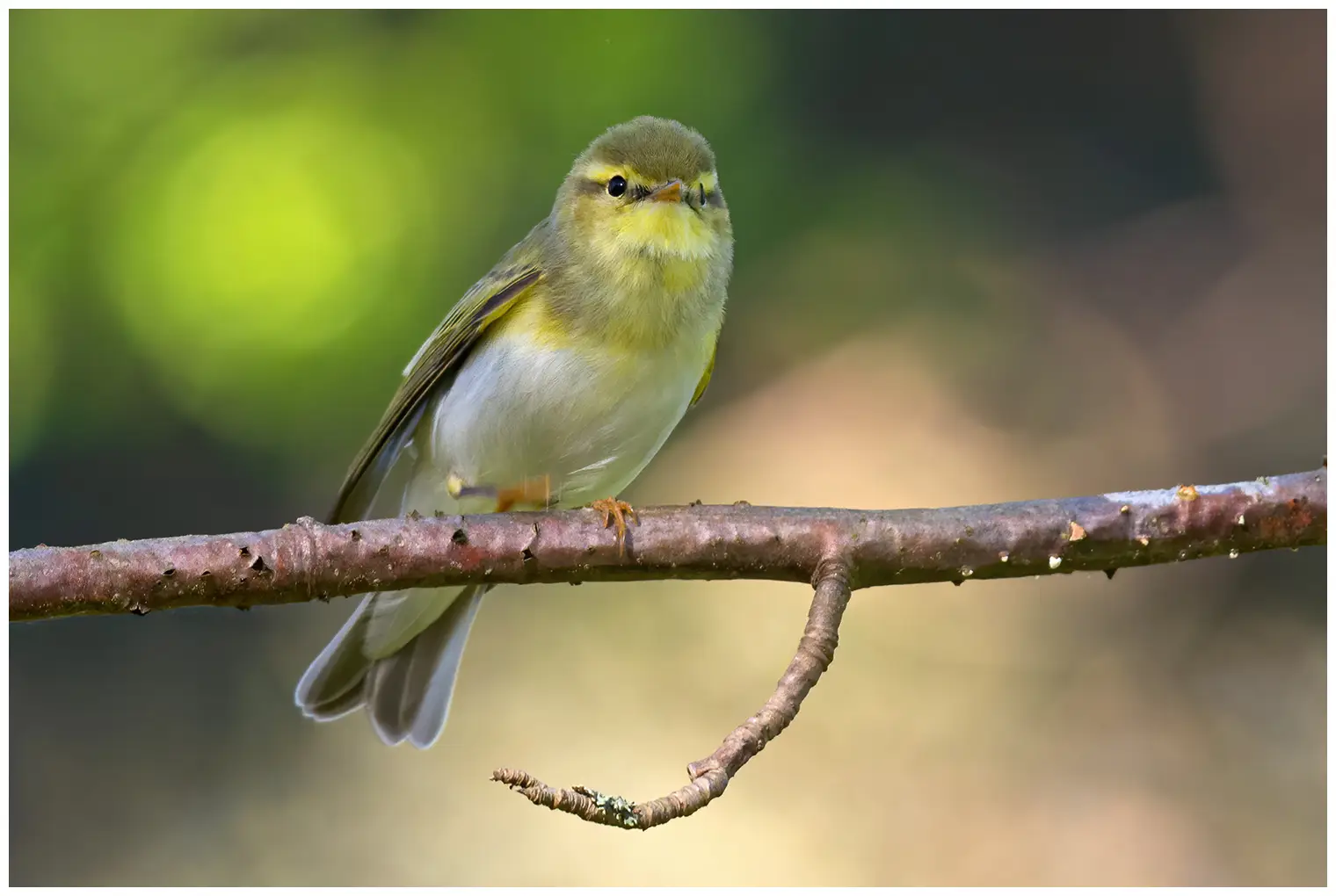Mosquitero Silbador
