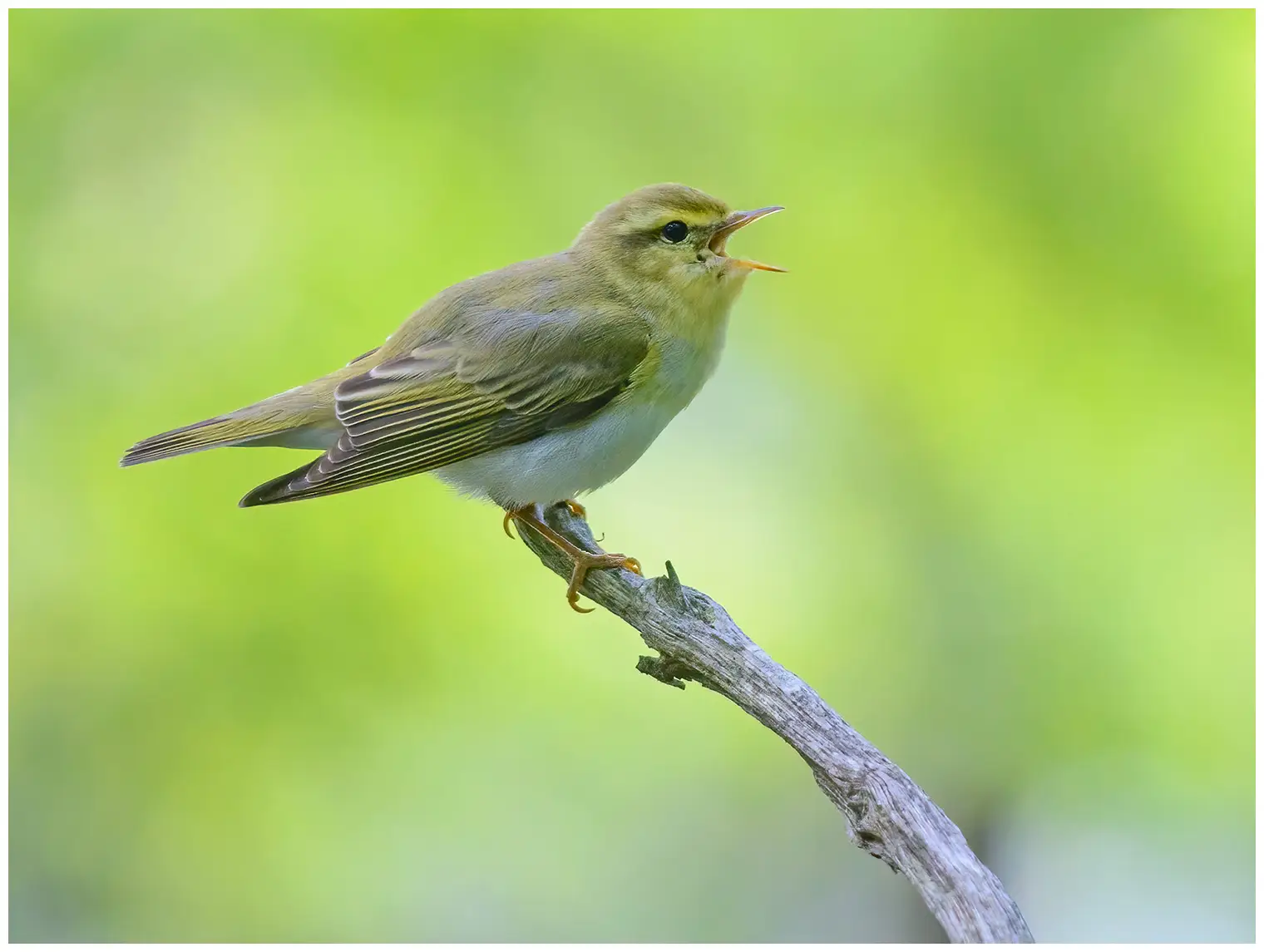 Mosquitero Silbador