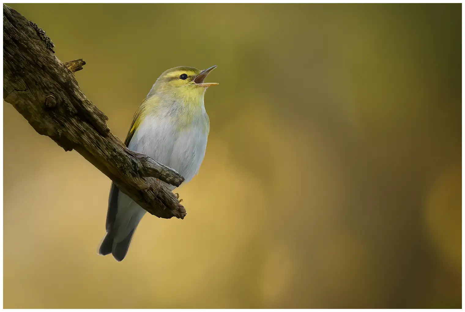 Mosquitero Silbador
