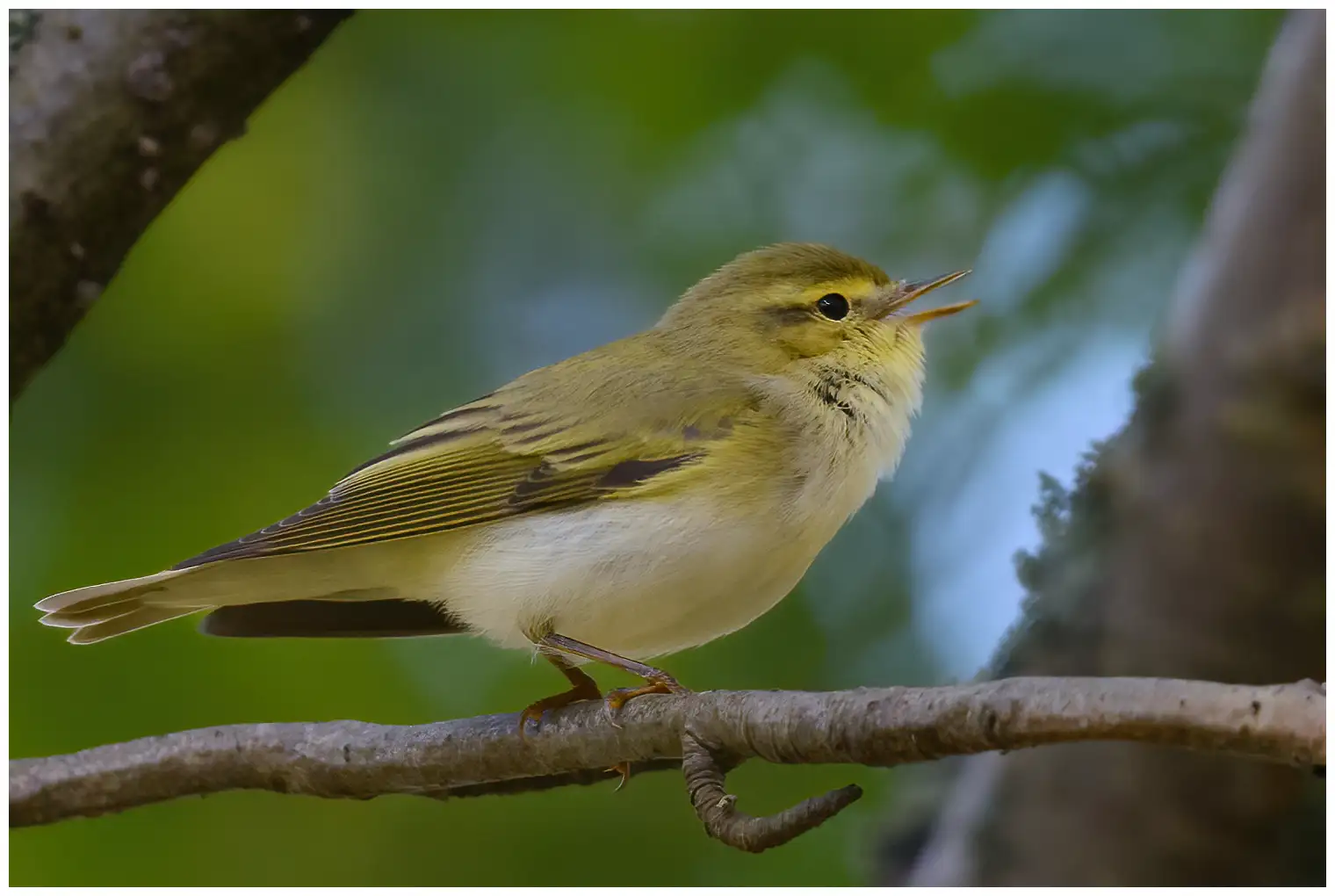 Mosquitero Silbador