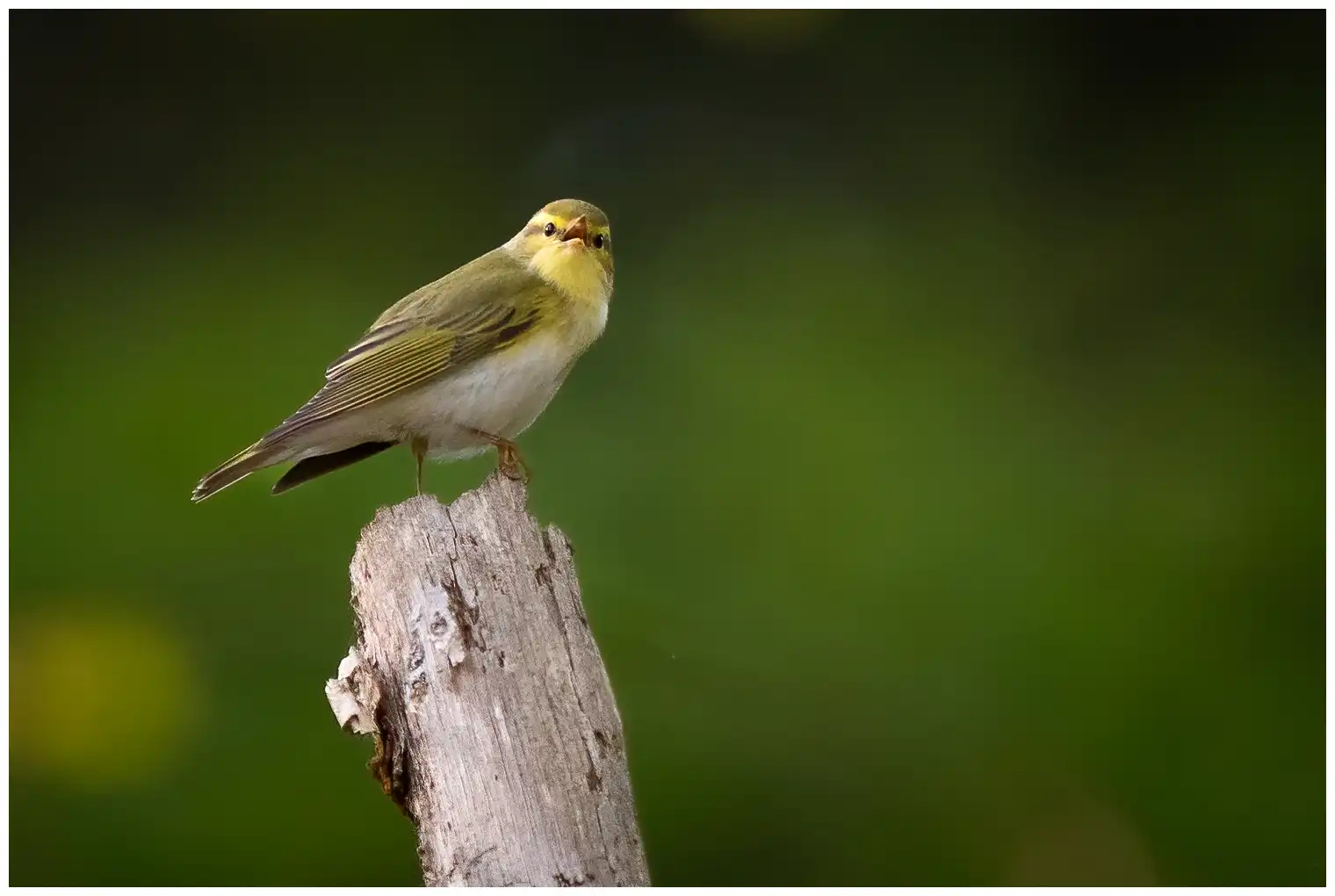 Mosquitero Silbador