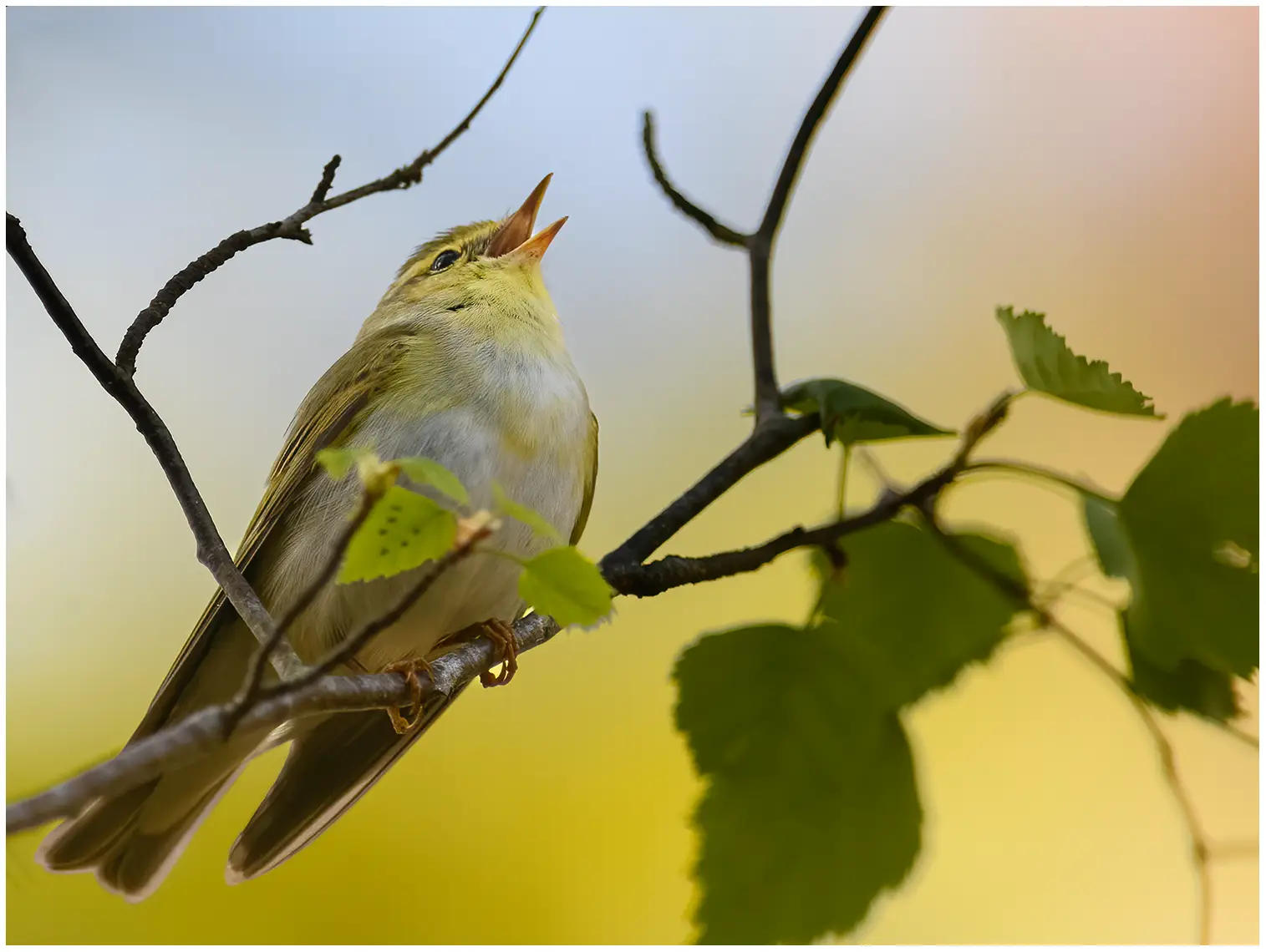 Mosquitero Silbador