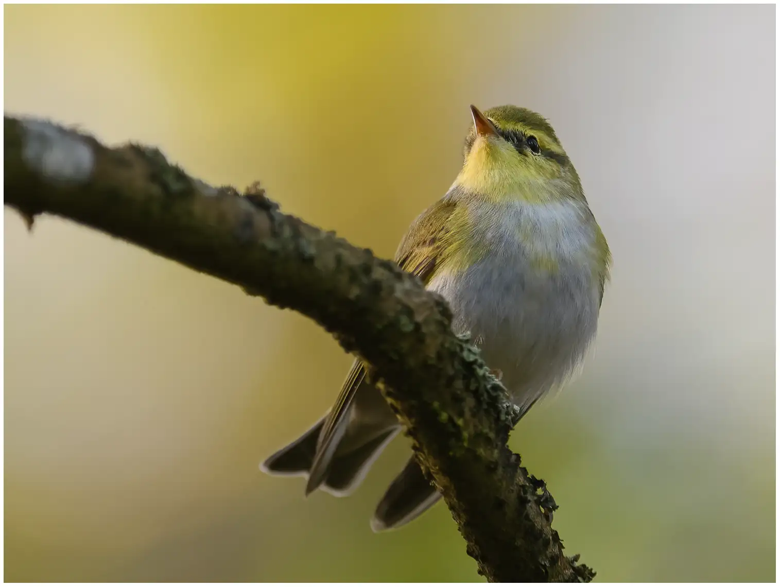 Mosquitero Silbador