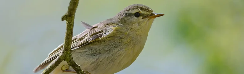 Mosquitero Musical. (Phylloscopus trochilus) Sentado en una rama. Sus pies se agarran a una ramita fina.