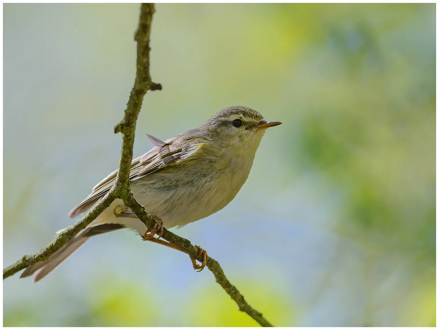 Mosquitero Musical. (Phylloscopus trochilus) Sentado en una rama. Sus pies se agarran a una ramita fina.