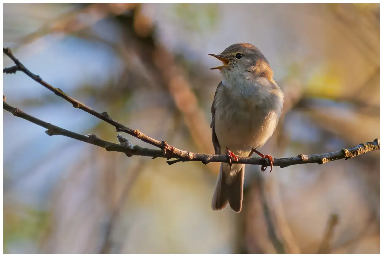 Mosquitero Musical
