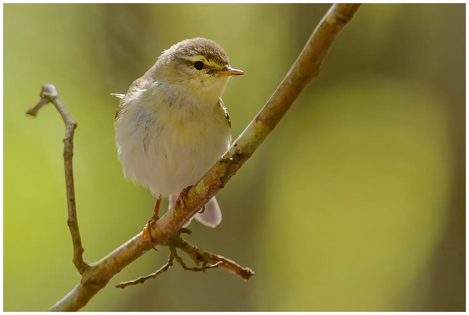 Mosquitero Musical