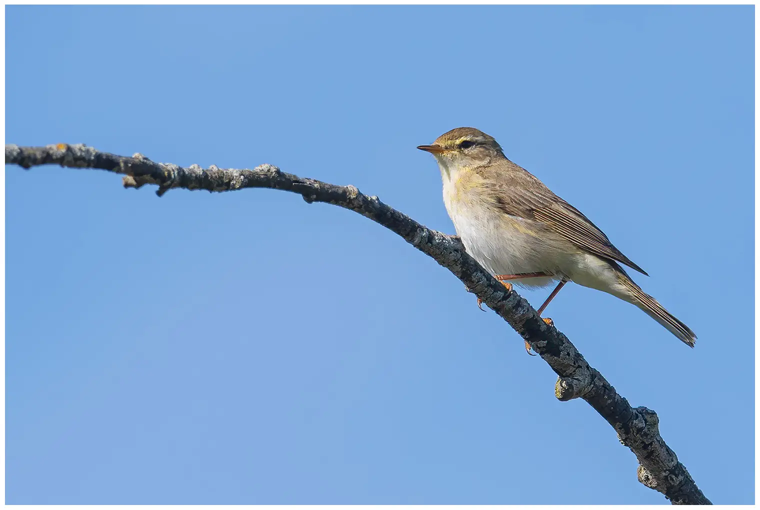 Mosquitero Musical