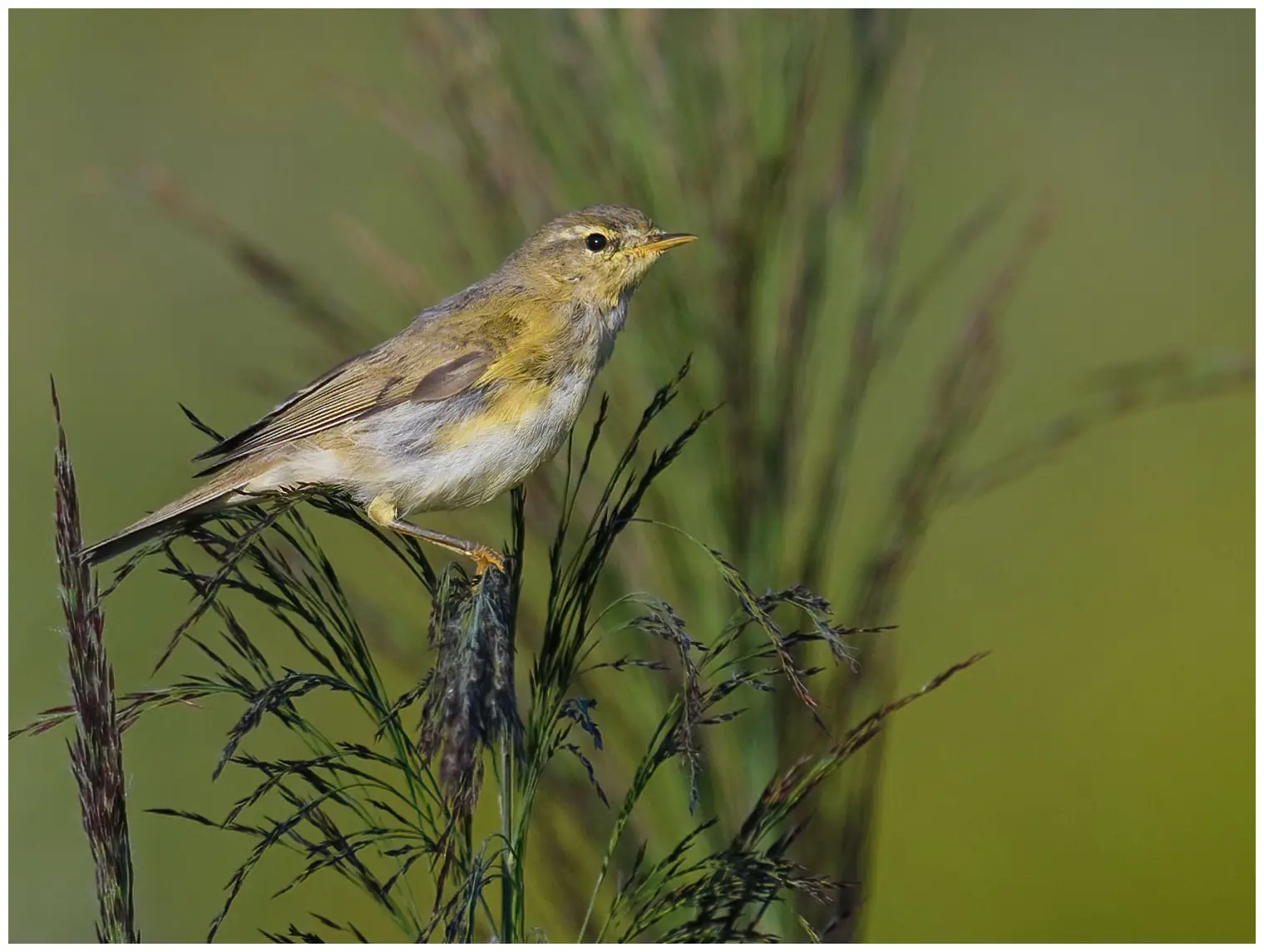 Mosquitero Musical
