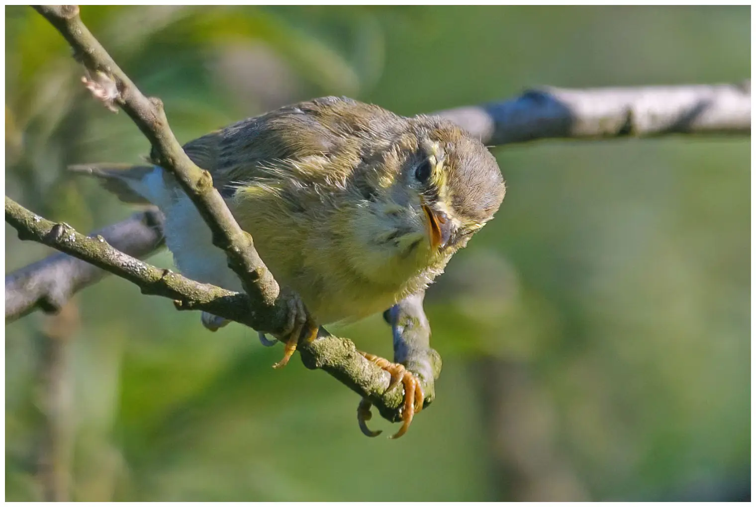 Mosquitero Musical