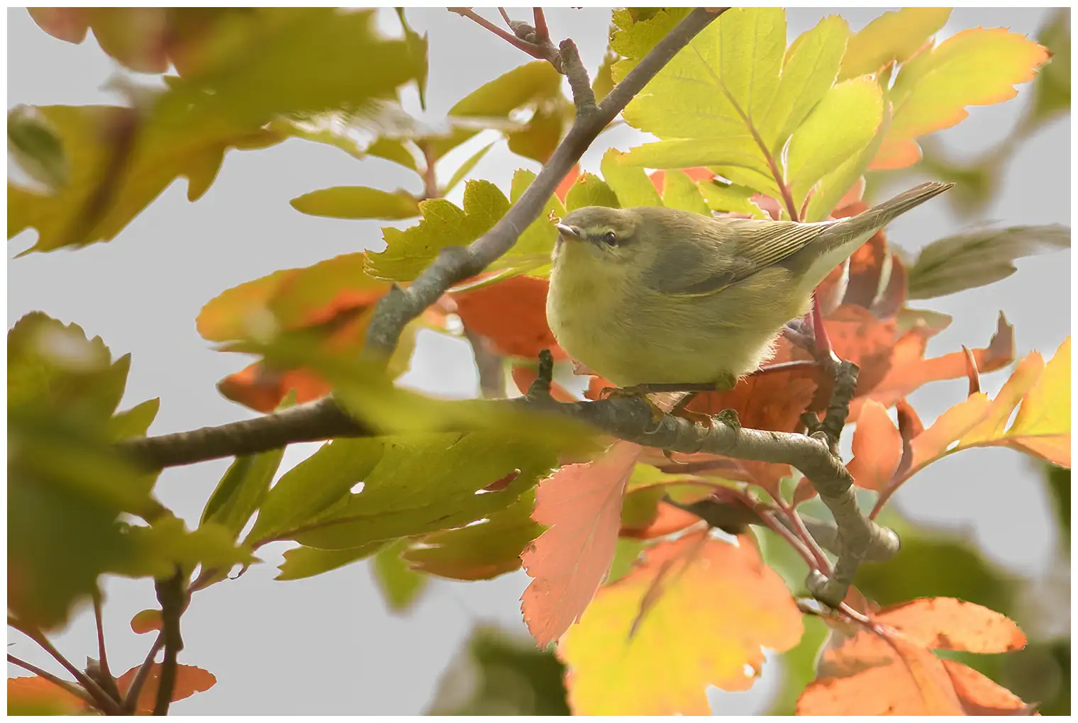 Mosquitero Musical