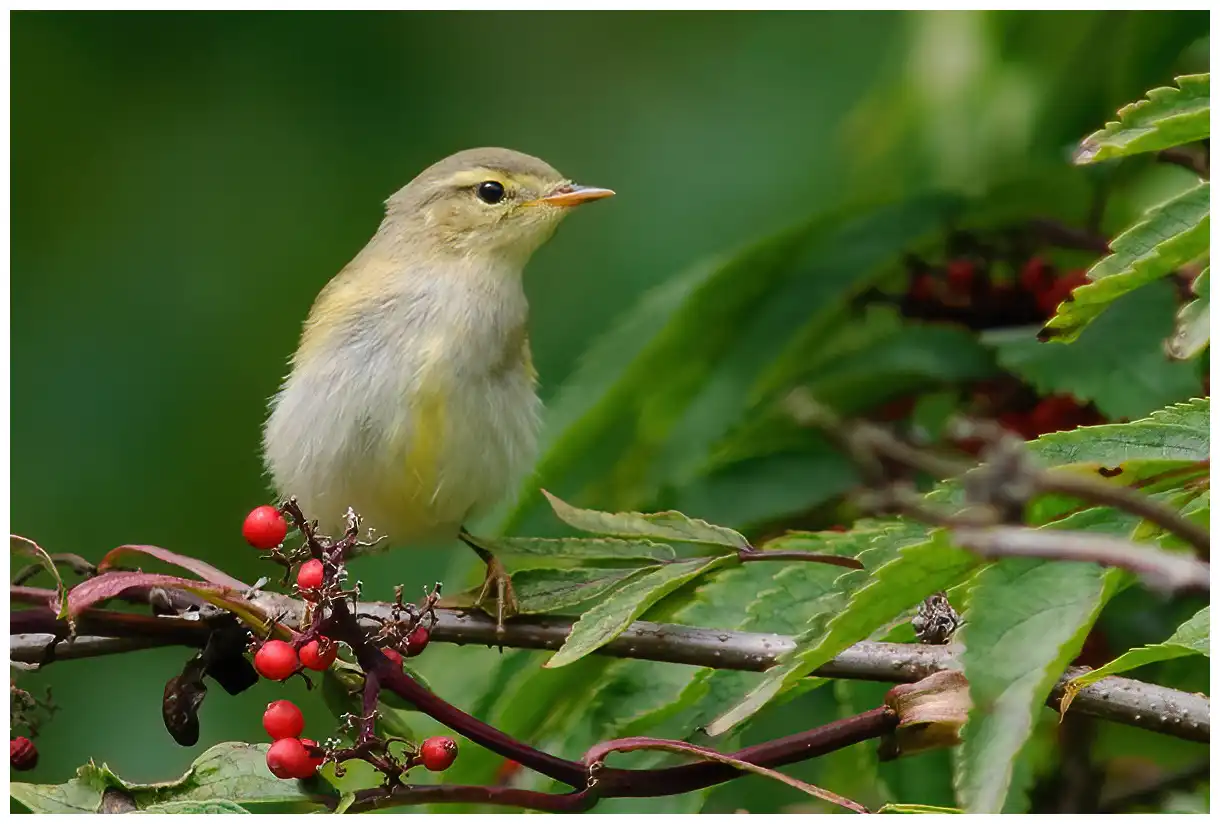 Mosquitero Musical