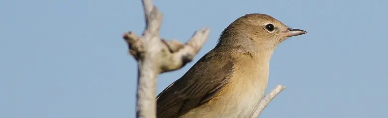 Curruca Mosquitera. Plumaje macizo, pardo grisáceo. Difícil de ver entre arbustos y árboles.
