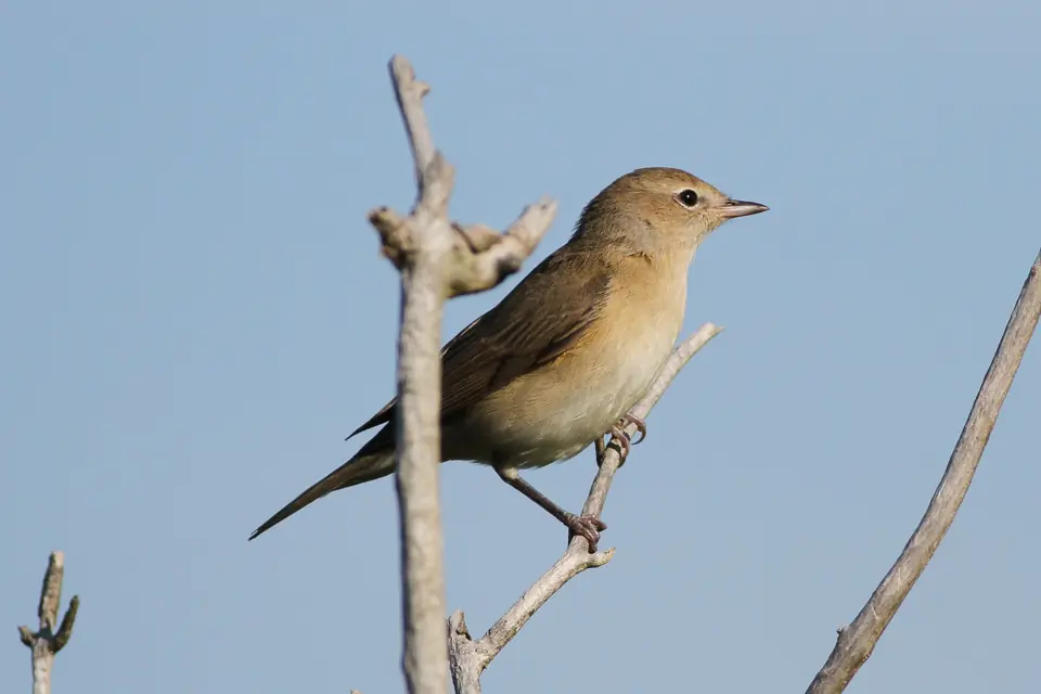 Curruca Mosquitera. Plumaje macizo, pardo grisáceo. Difícil de ver entre arbustos y árboles.
