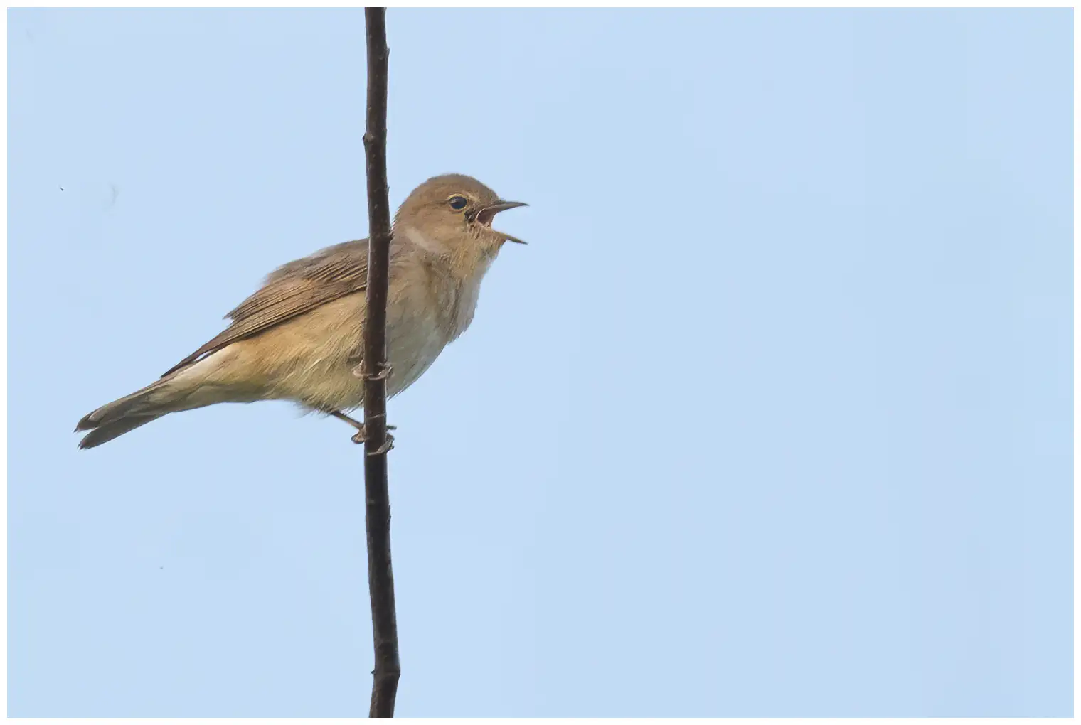 Curruca Mosquitera
