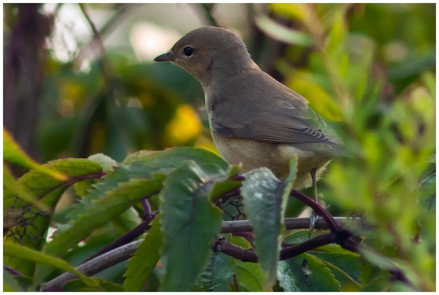 Curruca Mosquitera
