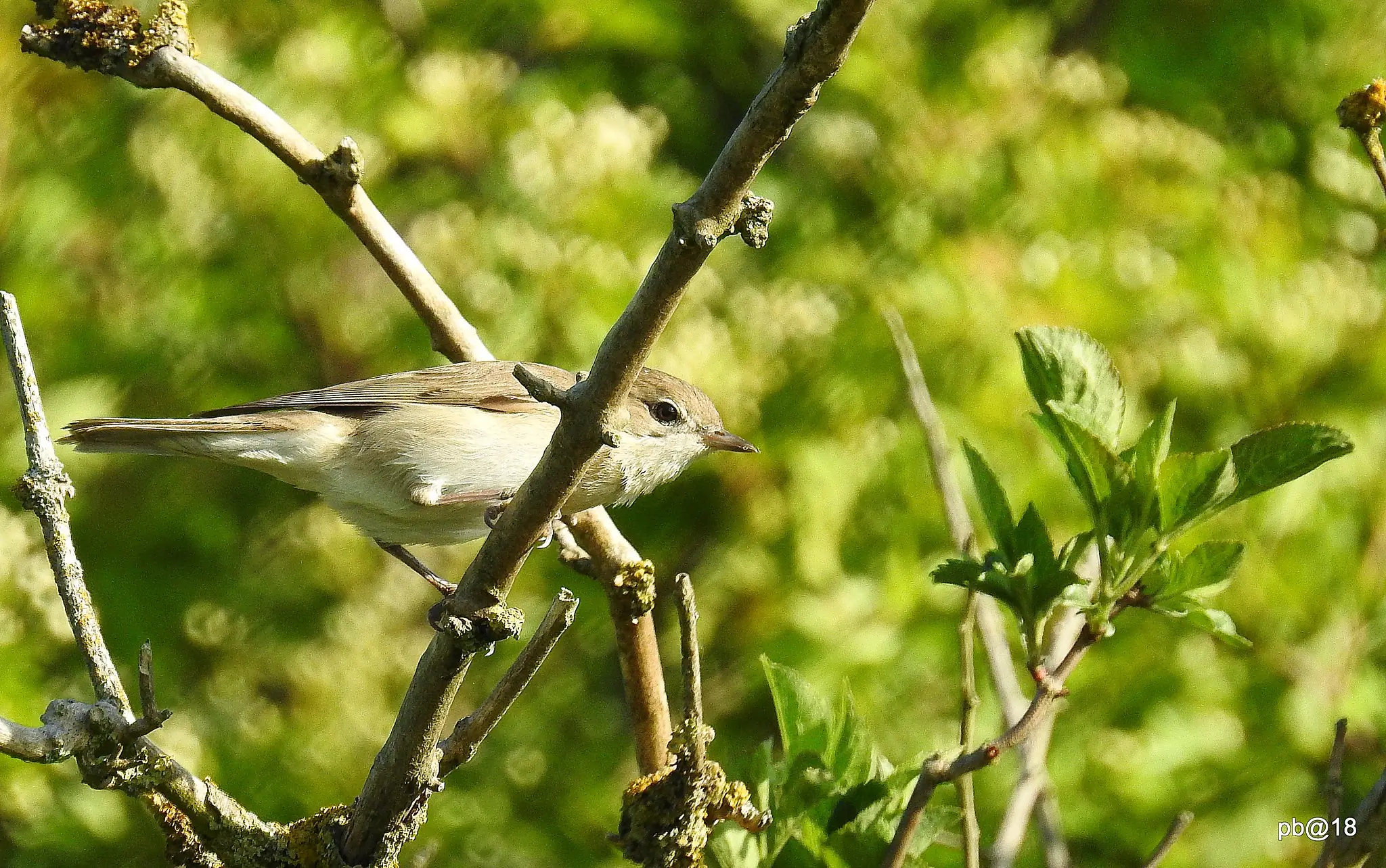 Curruca Mosquitera