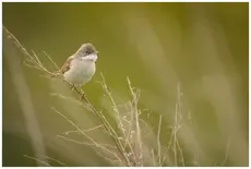Curruca Zarcera