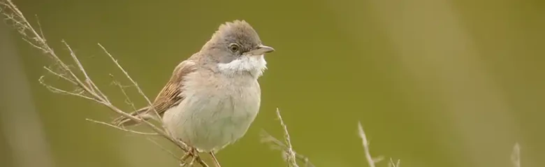 Curruca Zarcera. Sentado sobre un tallo marchito. Cuello blanco, alas marrón dorado y cabeza gris.