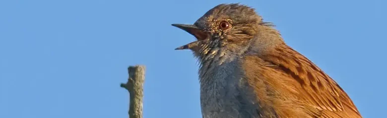 Acentor Común. Aquí cantando en una rama. Cielo azul. La parte inferior y alrededor de la cabeza son de color gris hierro, y la parte superior está moteada en tonos de marrón.