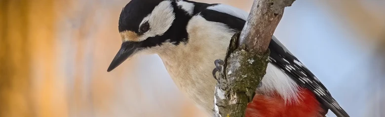 Pico Picapinos. Sentado en una rama y mirando hacia abajo. El plumaje es abigarrado en colores negro, blanco y rojo.