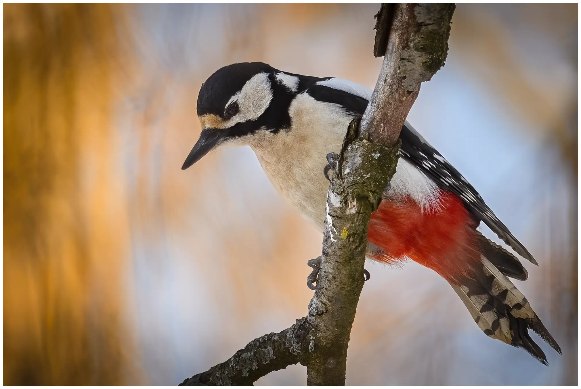 Pico Picapinos. Sentado en una rama y mirando hacia abajo. El plumaje es abigarrado en colores negro, blanco y rojo.