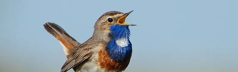 Pechiazul. Canta en el poste de una valla. El pico está abierto y en el pecho hay una zona azul con una mancha blanca.