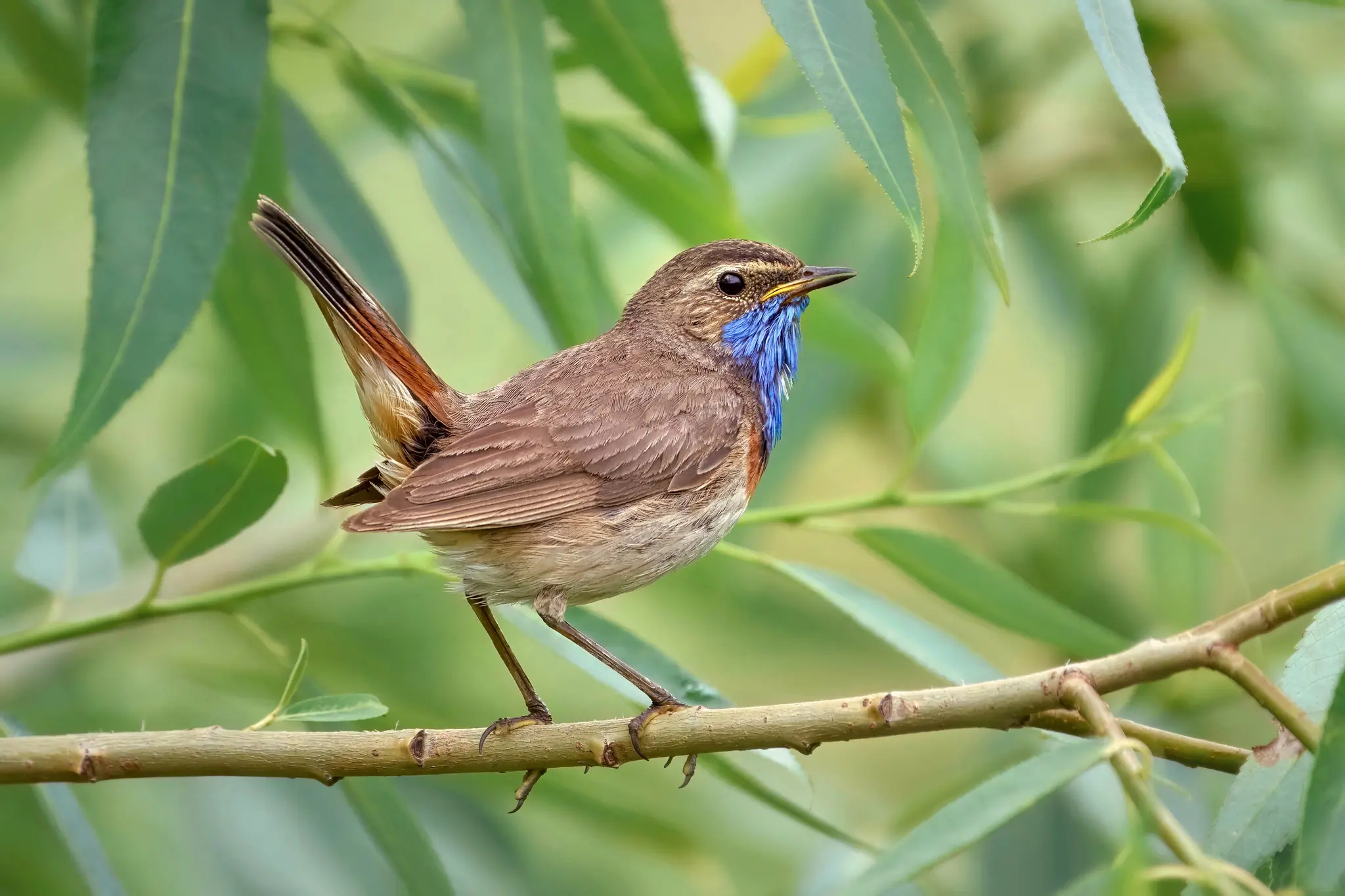 Pechiazul