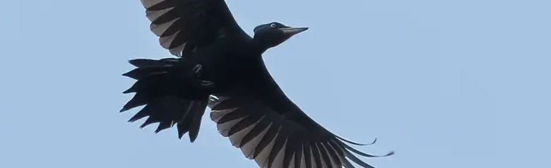 Picamaderos Negro. Visto aquí volando, silueteado contra un cielo azul. Un ave de color negro azabache excepto por el casquete rojo.