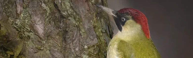 Pito Real. Visto aquí en el tronco de un árbol. Dorso y alas verdes, cráneo y cuello rojos y zona negra alrededor de los ojos.