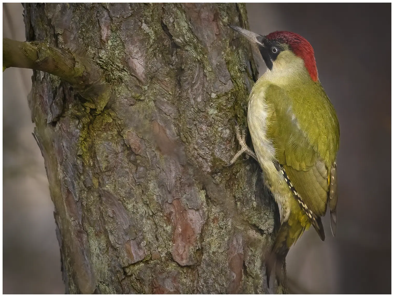 Pito Real. Visto aquí en el tronco de un árbol. Dorso y alas verdes, cráneo y cuello rojos y zona negra alrededor de los ojos.